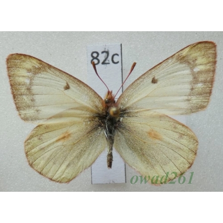 Colias lesbia pyrothea Hübn., 1823 female form Argentina82c